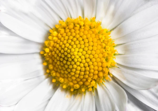 Vacker vit blomma kronblad — Stockfoto
