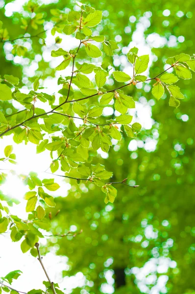 Beams of the sun shining trough leaves with green background — Stock Photo, Image