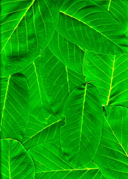 Folhas verdes vibrantes empilhadas — Fotografia de Stock