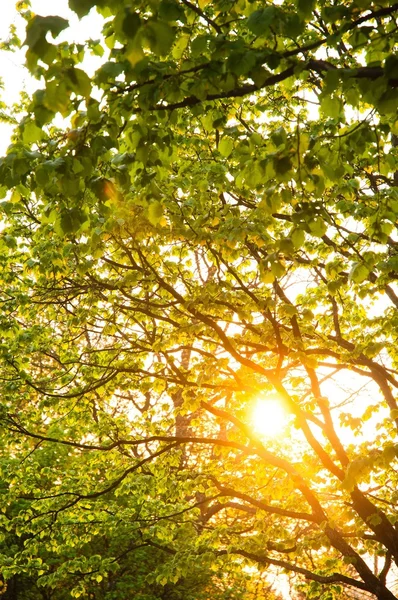 Sole che splende attraverso le foglie — Foto Stock