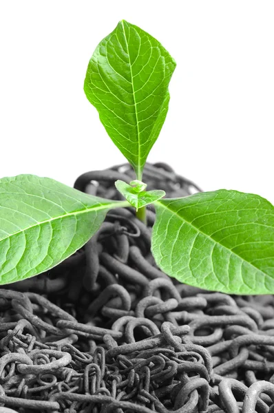 Green plant growing from abandoned chains — Stock Photo, Image