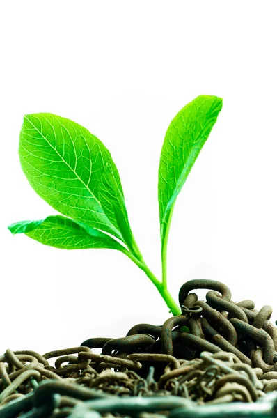 Green plant growing from abandoned chains — Stock Photo, Image
