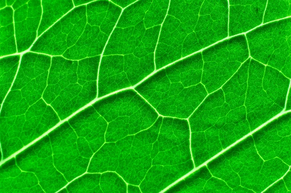 Свежий зеленый лист текстуры — стоковое фото