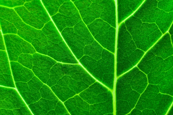 Textura verde fresca da folha — Fotografia de Stock