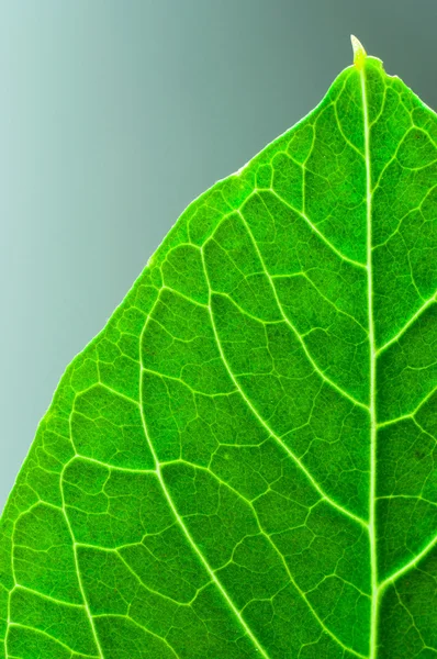 Svěží zelená listová textura — Stock fotografie