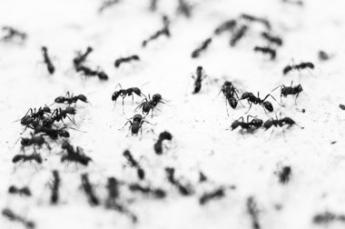 Ants in black and white clipart