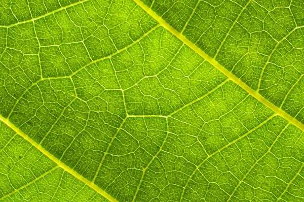 Grönt blad textur med vener — Stockfoto