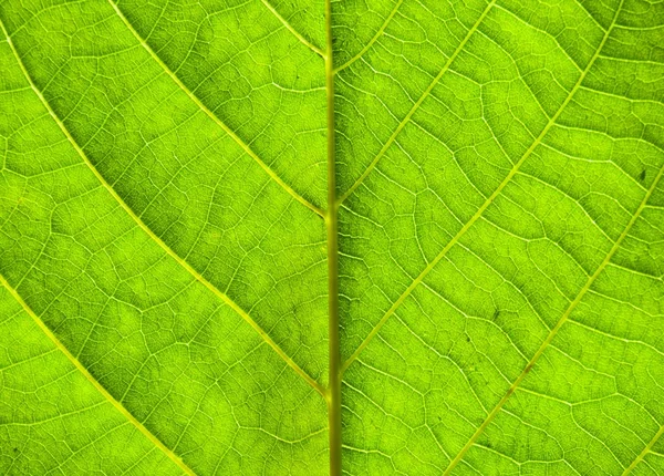 Zelená listová texturu s žílami — Stock fotografie