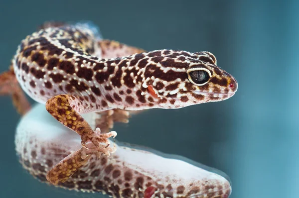 Leopard gecko on reflecting background — Stock Photo, Image