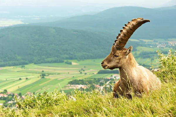 高山山羊在温暖的色调与背景山 — 图库照片