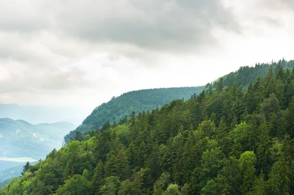 Mglista górska z lasów na zboczach — Zdjęcie stockowe