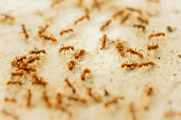 Formigas vermelhas viajando — Fotografia de Stock
