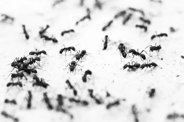 Ameisen in schwarz und weiß — Stockfoto