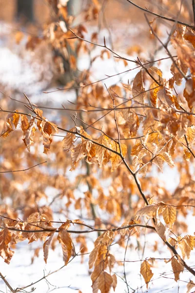Żółty jesienny liść ze śniegu — Zdjęcie stockowe