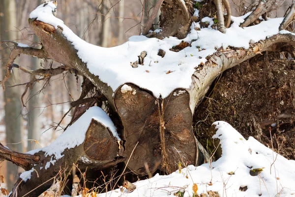 Fechar-se do fim de um log no tempo de inverno frio — Fotografia de Stock