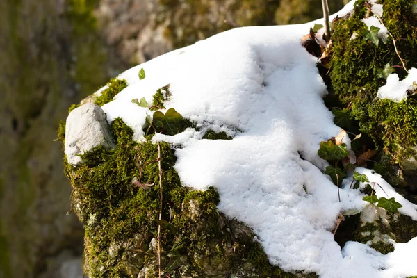 Moss omfattas av snö på stenar — Stockfoto