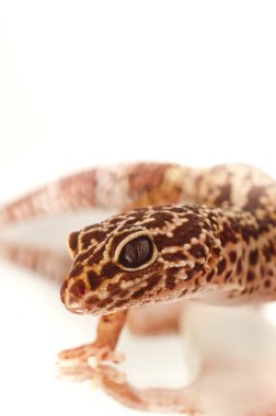 Young leopard gecko isolated on white clipart