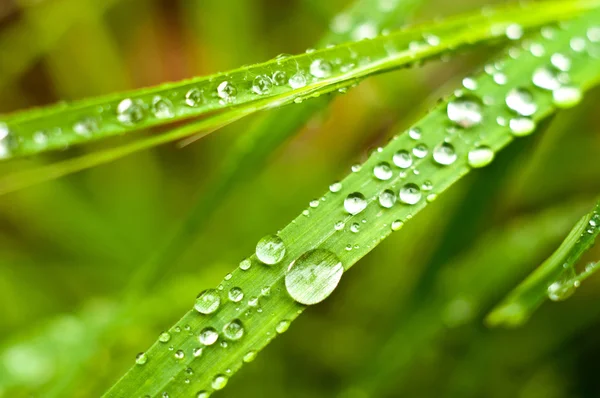 Groen gras met waterdruppels erop — Stockfoto