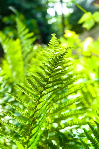 Young green fern with blurry background — Stock Photo, Image