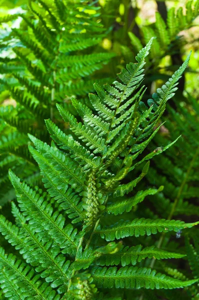 Fresh green fern with blurry background — Stock Photo, Image