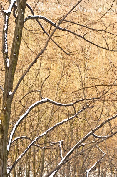 Tiefer Wald mit saisonalem Schnee — Stockfoto