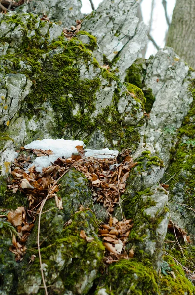 雪和苔藓所涵盖的岩石 — 图库照片