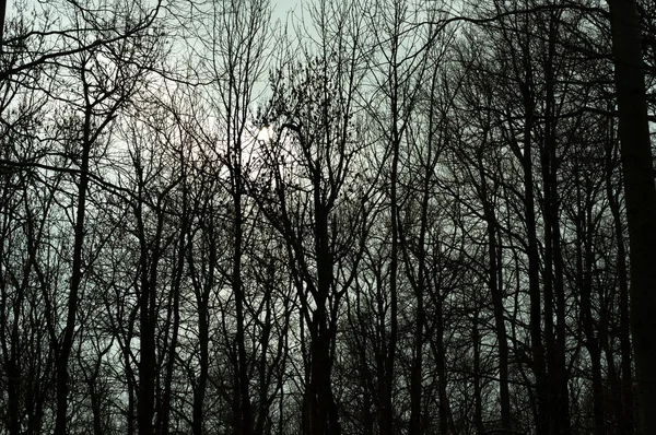 Silhouetten van de bomen in een donker bos — Stockfoto
