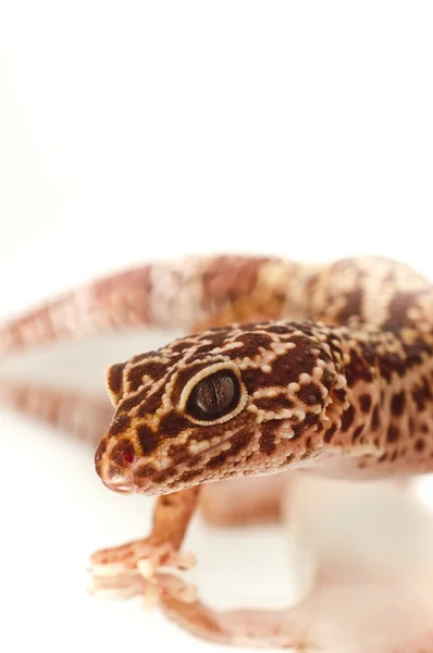 stock image Young leopard gecko isolated on white