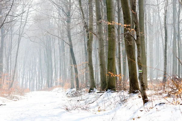 Zimowy krajobraz lasu we mgle — Zdjęcie stockowe