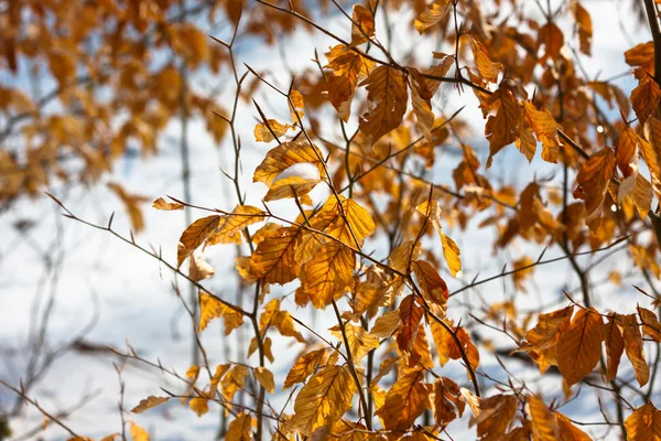 Gelbe Herbstblätter mit Schnee — Stockfoto