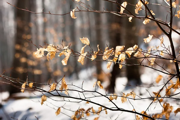 Sarı sonbahar yaprakları ile kar — Stok fotoğraf