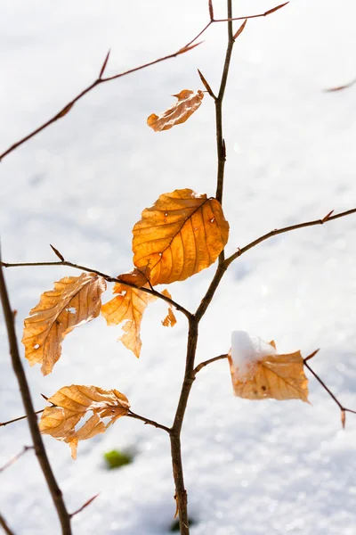 Folhas de outono amarelas com neve — Fotografia de Stock