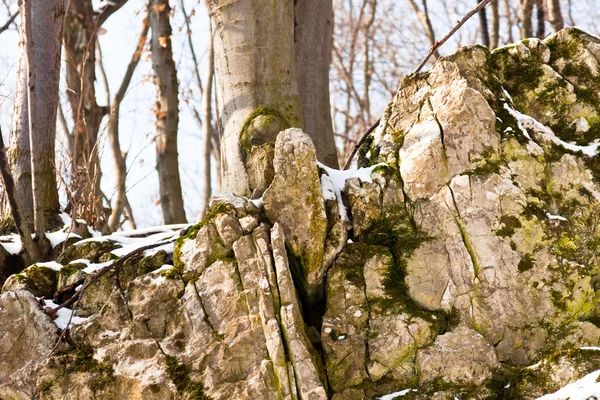 雪和植物所涵盖的岩石 — 图库照片