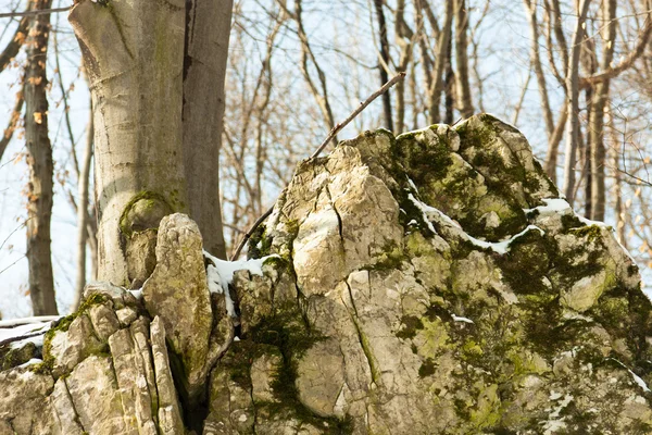 Скелі, покриті снігом і рослинами — стокове фото