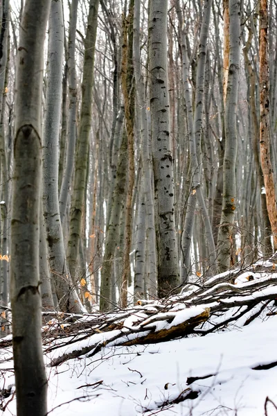 Bosque profundo con nieve estacional — Foto de Stock