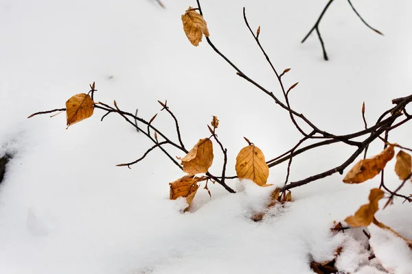 Hojas amarillas otoñales con nieve — Foto de Stock