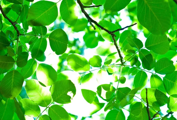 Folhas verdes frescas com borrões — Fotografia de Stock