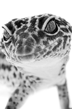 Gecko close up clipart