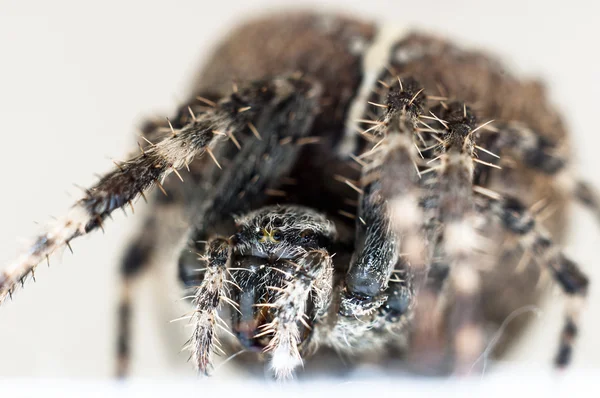 Große Spinne auf isoliertem weißen Hintergrund Makroaufnahme — Stockfoto