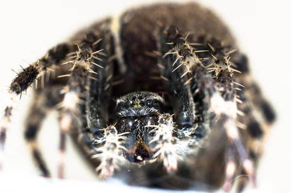 Stor spindel på isolerade vit bakgrund makro skott — Stockfoto