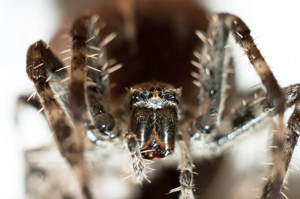 Grande araignée sur fond blanc isolé macro shot — Photo