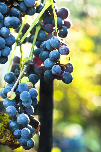 stock image Blue grape on blurry background