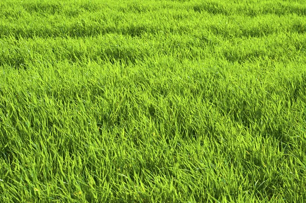 美丽的绿草质感 — 图库照片
