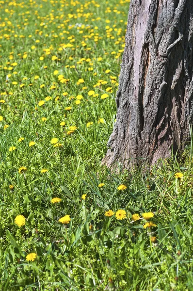 Жовті квіти, що цвітуть на лузі — стокове фото