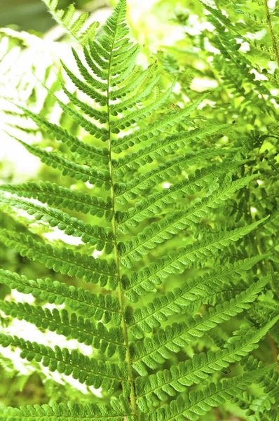 Young green fern with blurry background — Stock Photo, Image