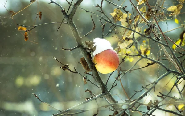 Bevroren winter apple op een boom in de sneeuw en wind — Stockfoto
