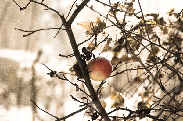 Frozen winter apple on a tree in snow and wind — Stock Photo, Image