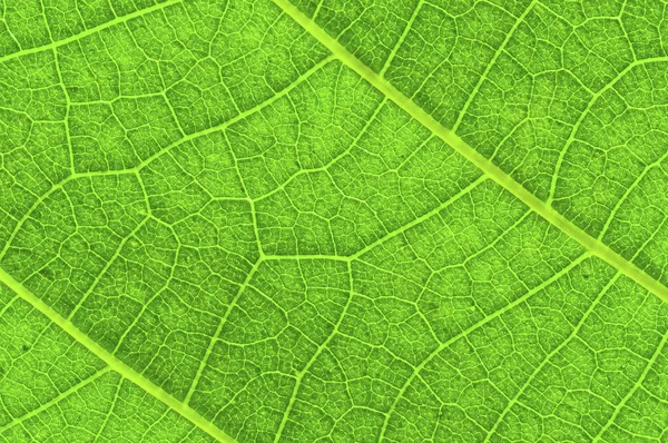 Grönt blad textur med vener — Stockfoto