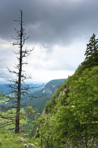 Dead tree on mountain with clouds — Stock Photo, Image