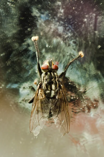 Άσχημη μύγα στο εγκαταλελειμμένο φόντο — Φωτογραφία Αρχείου